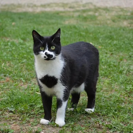 Stanze In Campagna Da Alberto 몬타피아